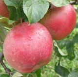 Combination Heritage Apple Tree (3 Varieties)