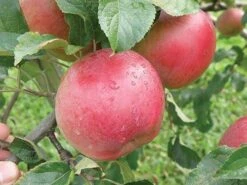 Wolf River Apple 5 Wolf River Apple -Raintree Nursery Store httpraintreenursery.netpa720s wolfriver1 cc2662c6 b61b 4ab0 b8a8 42e171eb72fb 1