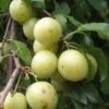Yellow Roadside Plum