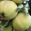 Pineapple Quince