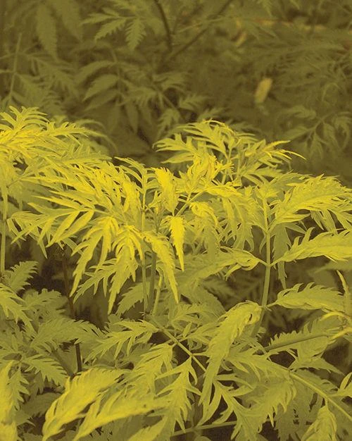 Sutherland Gold Elderberry 1 Sutherland Gold Elderberry