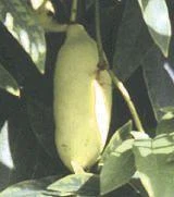 China Blue Vine (Purple)