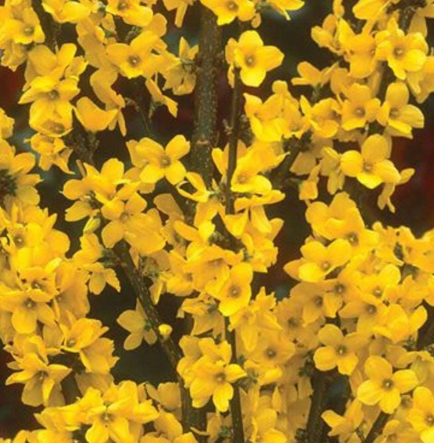 Alpha Gold Tide™ Forsythia 1 Alpha Gold Tide™ Forsythia