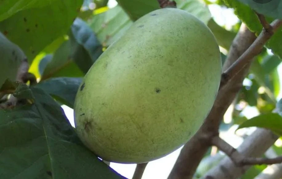 Wabash® Paw Paw 1 Wabash® Paw Paw