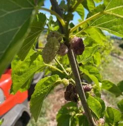 Ivory White Mulberry