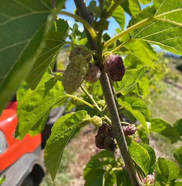 Ivory White Mulberry 1 Ivory White Mulberry