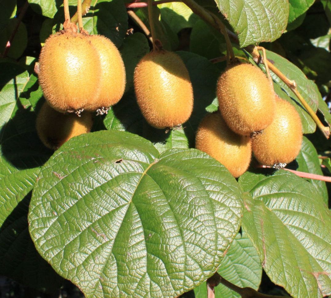 Raintree Nursery Store -Raintree Nursery Store