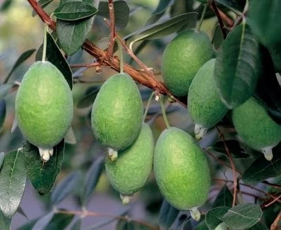 Kakariki™ Pineapple Guava 1 Kakariki™ Pineapple Guava