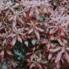 Katsura Pieris