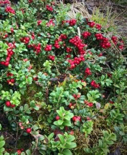 Arctic Blast Lingonberry Bundle (6 Plants) -Raintree Nursery Store koralle lingonberry 1 f3b825e2 fce6 438d ab2a befdfe820478