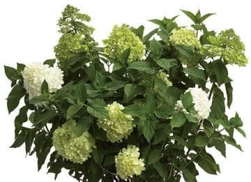 Limelight® Hydrangea 1 Limelight® Hydrangea