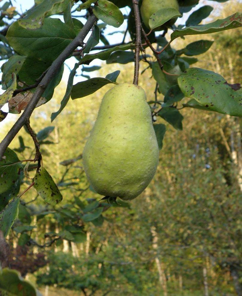 Limon Quince 1 Limon Quince