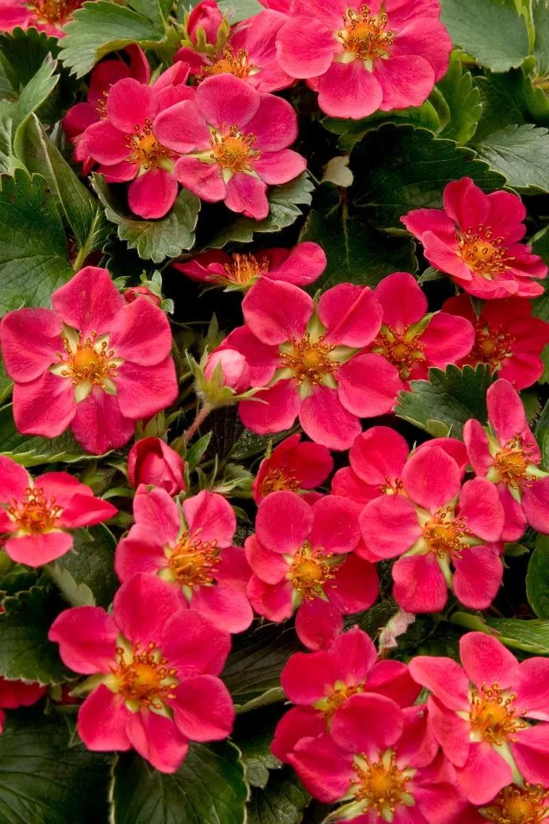 Lipstick Strawberry 1 Lipstick Strawberry