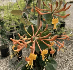 Alpha Mandarin Honeysuckle