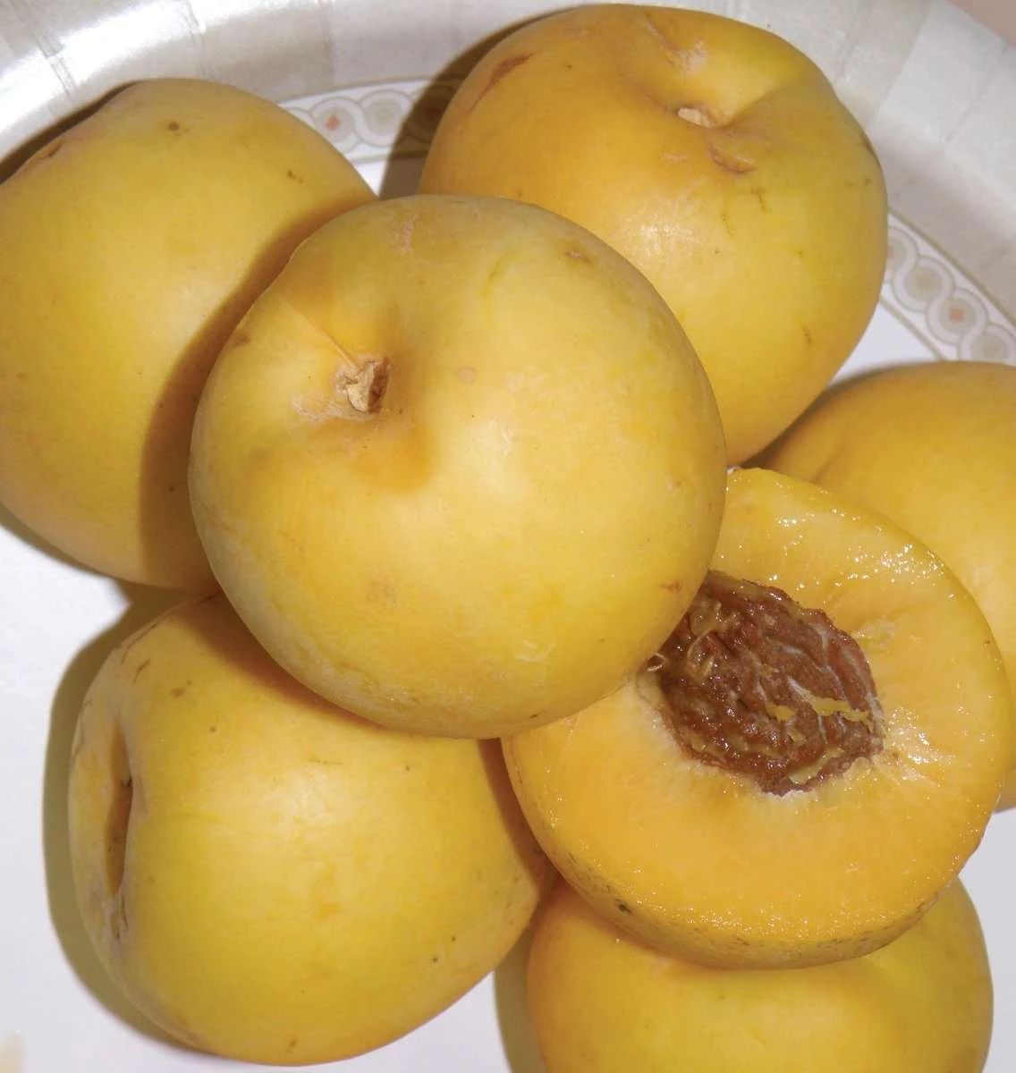 Maria's Gold Nectarine 1 Maria's Gold Nectarine