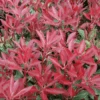 Mountain Fire Pieris
