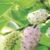 Pakistan White Fruiting Mulberry