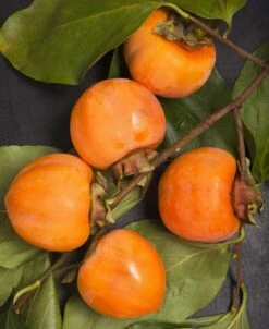 Nikita's Gift Persimmon Tree