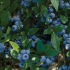 Northcountry Blueberry