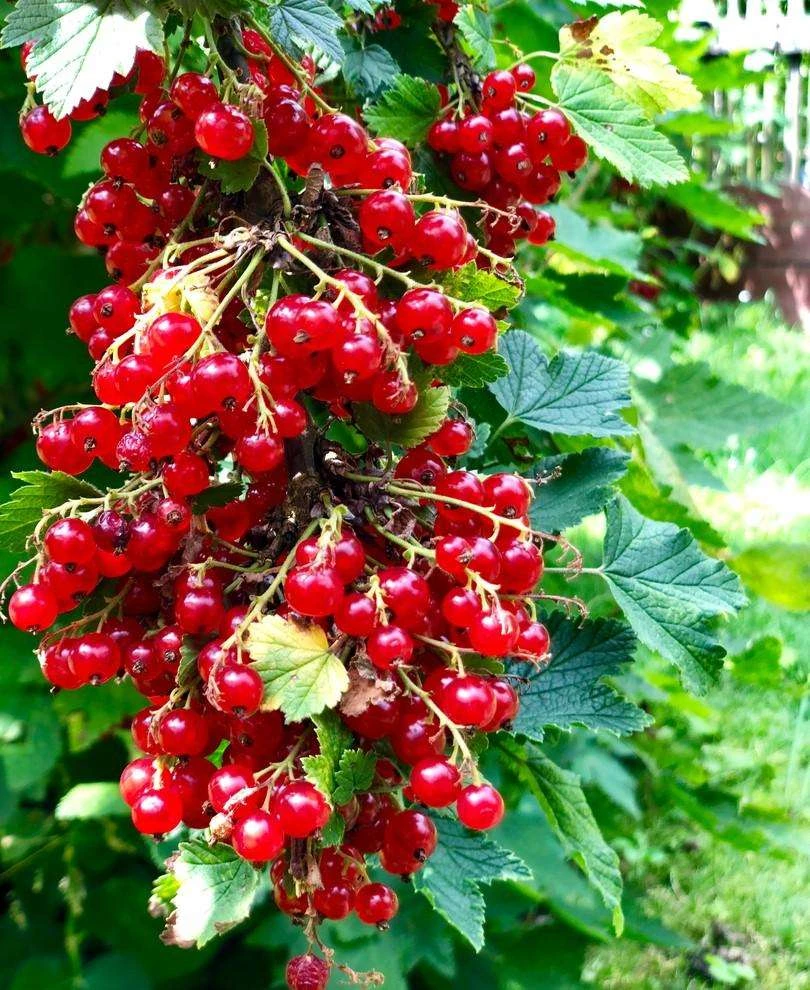Rolam Red Currant 1 Rolam Red Currant