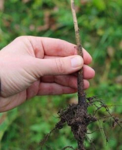 EMLA 7 Apple Rootstock