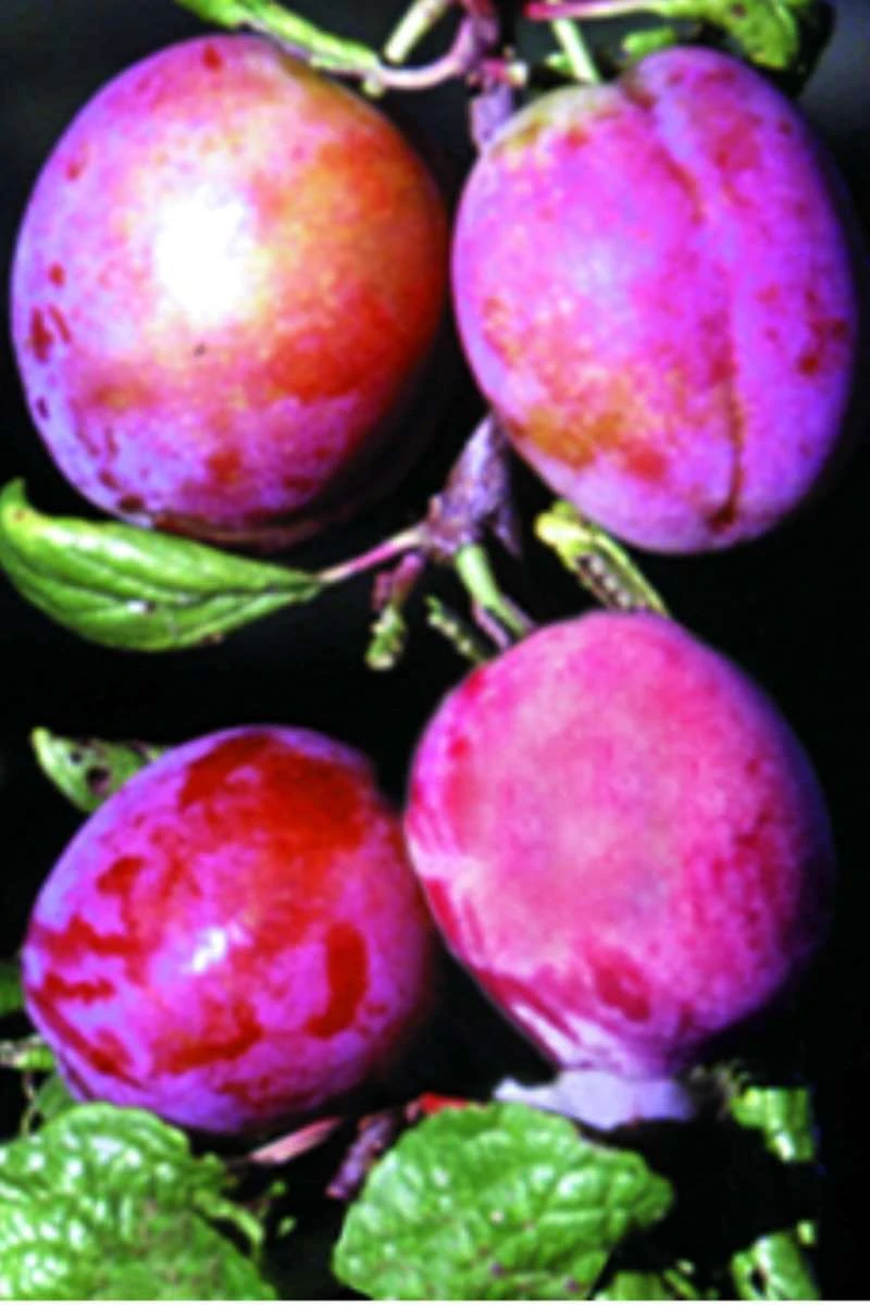 Rosy Gage™ European Plum 1 Rosy Gage™ European Plum