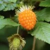 Salmonberry
