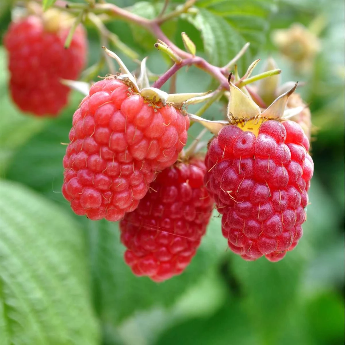 Excellent Everbearing Raspberry Bundle (6 Plants) 1 Excellent Everbearing Raspberry Bundle (6 Plants)