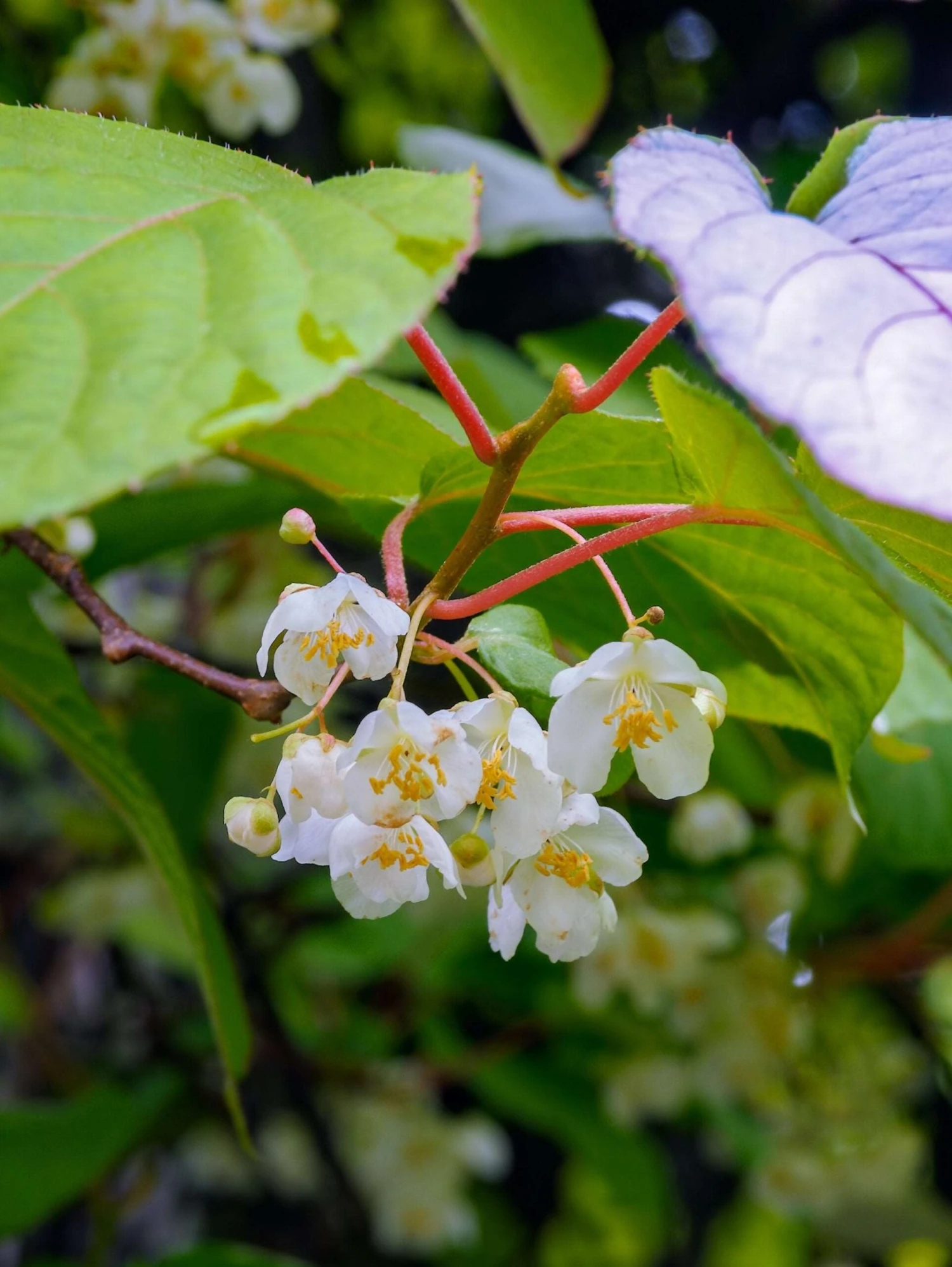 Male Hardy Kiwi 1 Male Hardy Kiwi