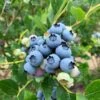 Jersey Blueberry