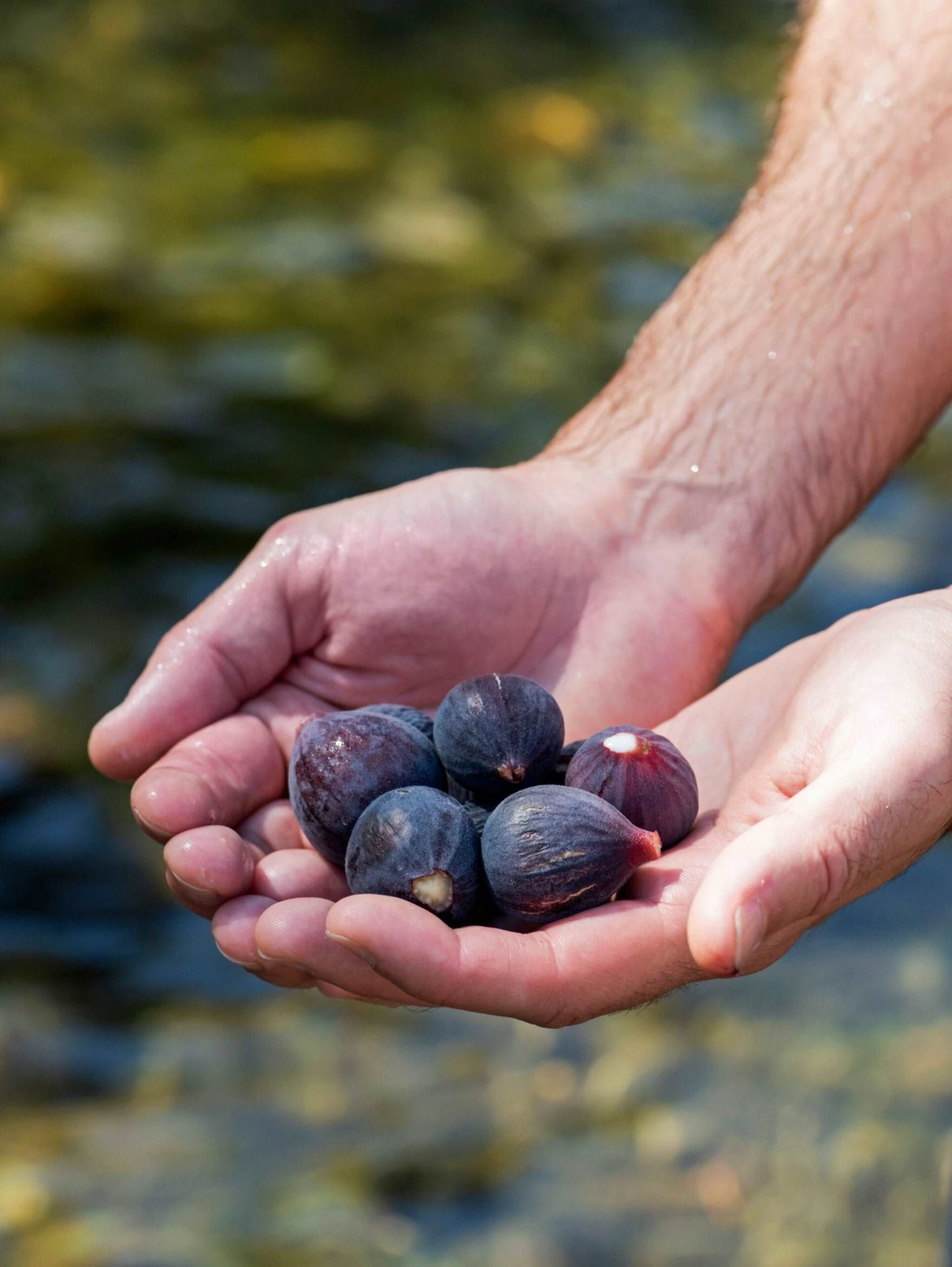 Black Mission Fig 1 Black Mission Fig