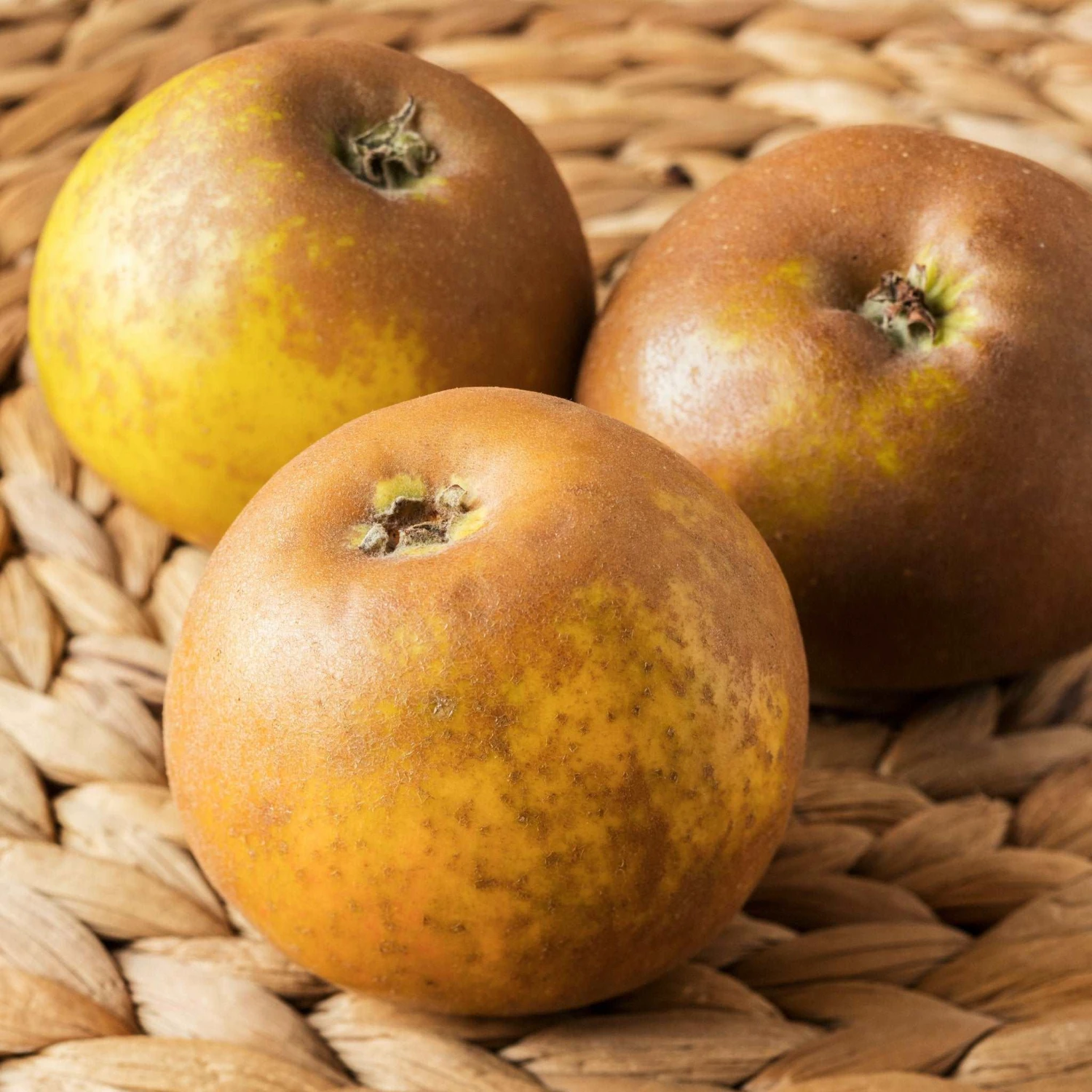 Egremont Russet Apple 1 Egremont Russet Apple