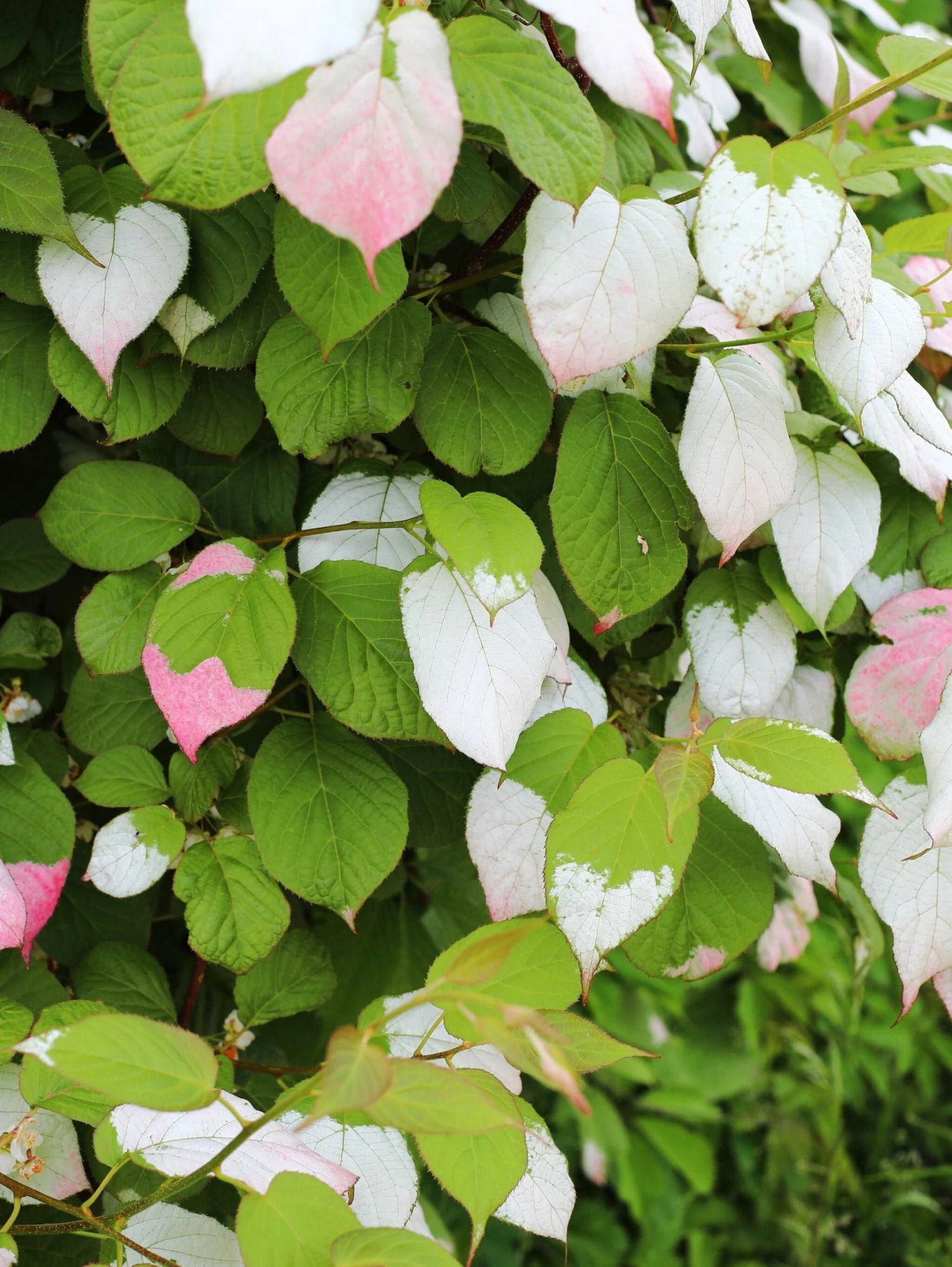 September Sun Kolomikta Female Kiwi 1 September Sun Kolomikta Female Kiwi