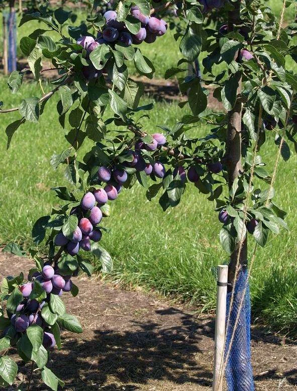 Prune D'Ente 707 European Plum 1 Prune D'Ente 707 European Plum