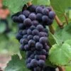 Pinot Noir #374 Grape