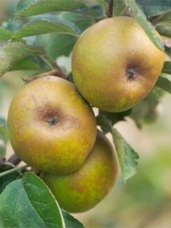 Ashmead's Kernel Apple
