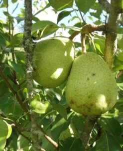 Duchesse D'Angouleme European Pear