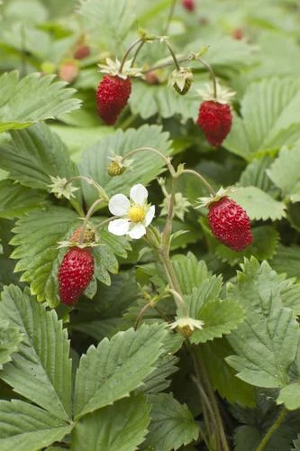 Wild Strawberry 1 Wild Strawberry