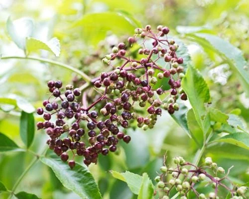 Wyldewood Elderberry 1 Wyldewood Elderberry