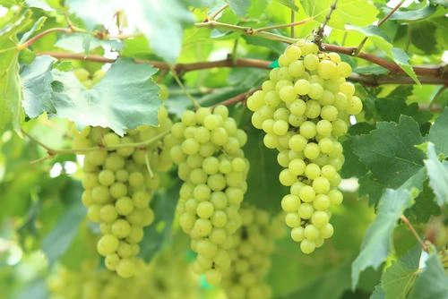 Niagara Grape 1 Niagara Grape