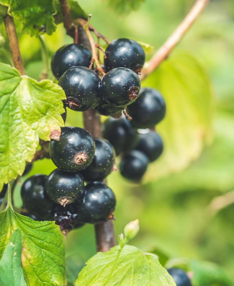 Titania Black Currant 1 Titania Black Currant