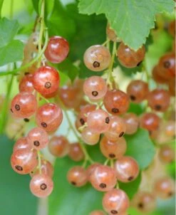 Pink Champagne Currant