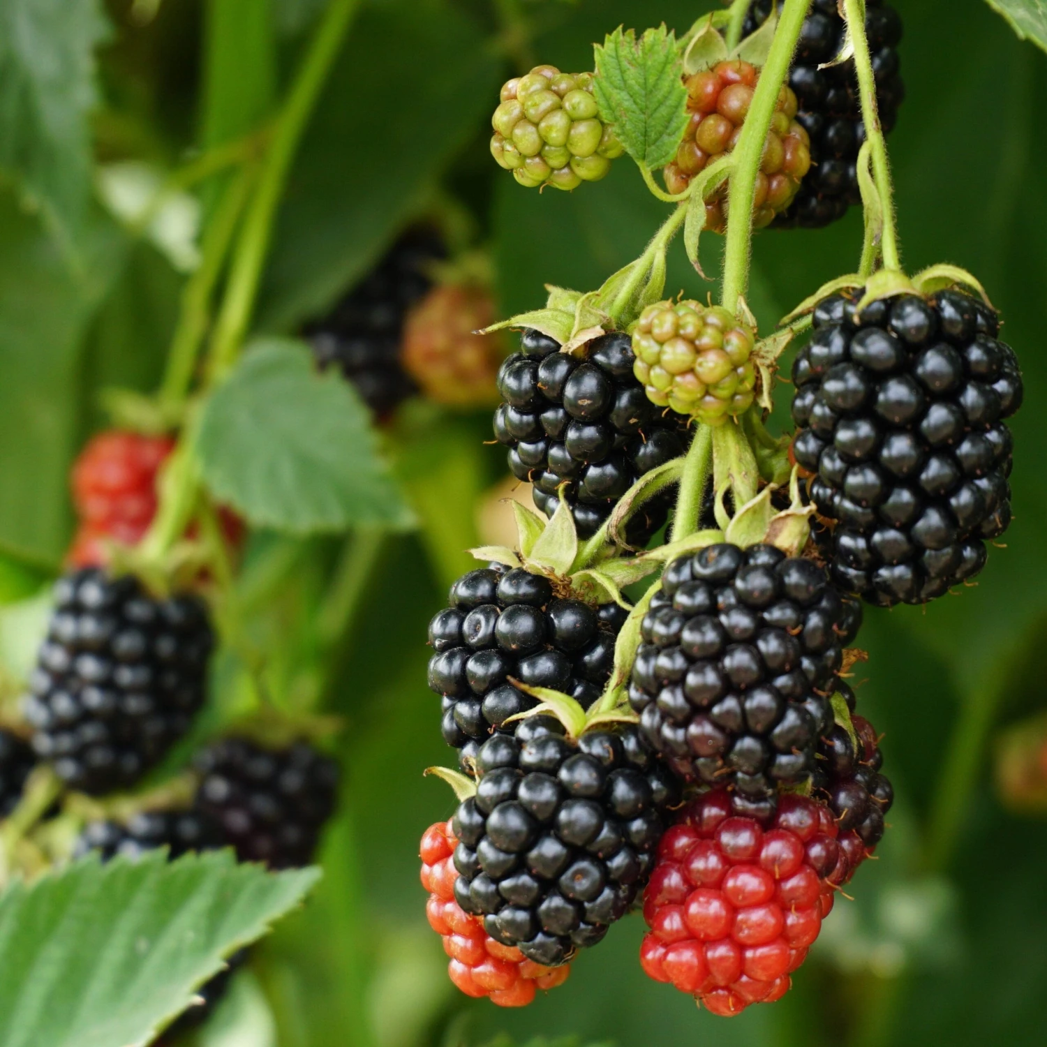 World's Finest Thornless Blackberry Bundle (6 Plants) 1 World's Finest Thornless Blackberry Bundle (6 Plants)