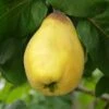 Van Deman Quince