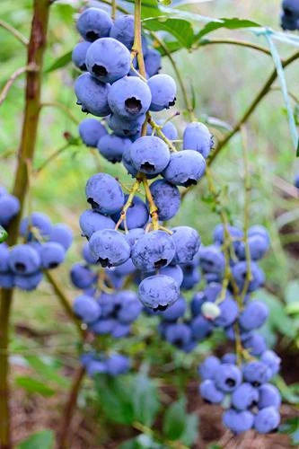 Bluegold Blueberry 1 Bluegold Blueberry