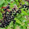 Allesoe Elderberry