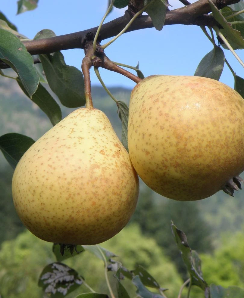 Hendre Huffcapp European Perry Pear 1 Hendre Huffcapp European Perry Pear