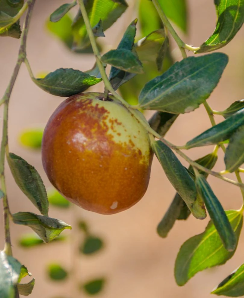 Shanxi Li Jujube 1 Shanxi Li Jujube