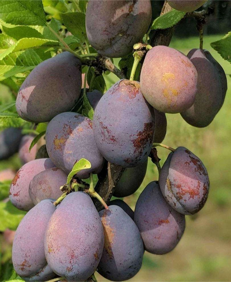 Stanley European Plum 1 Stanley European Plum