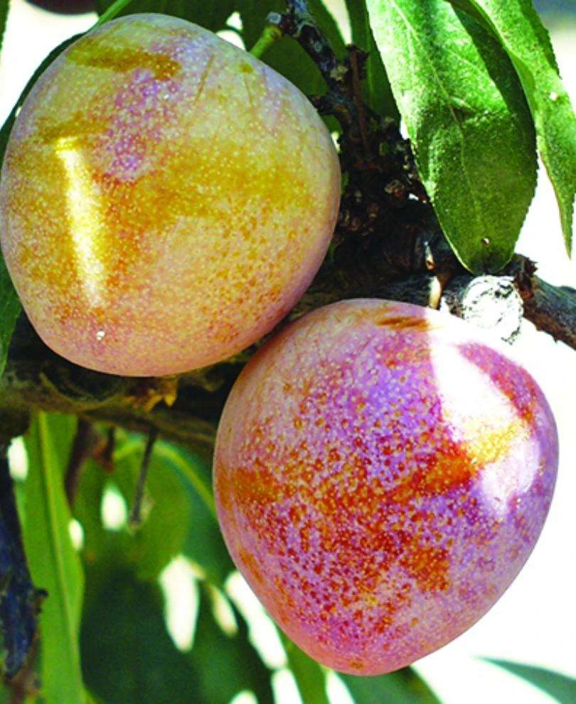 Superior Asian Hybrid Plum 1 Superior Asian Hybrid Plum